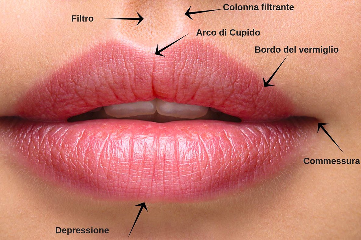Anatomia della bocca: le labbra. Filler labbra Catania Giarre