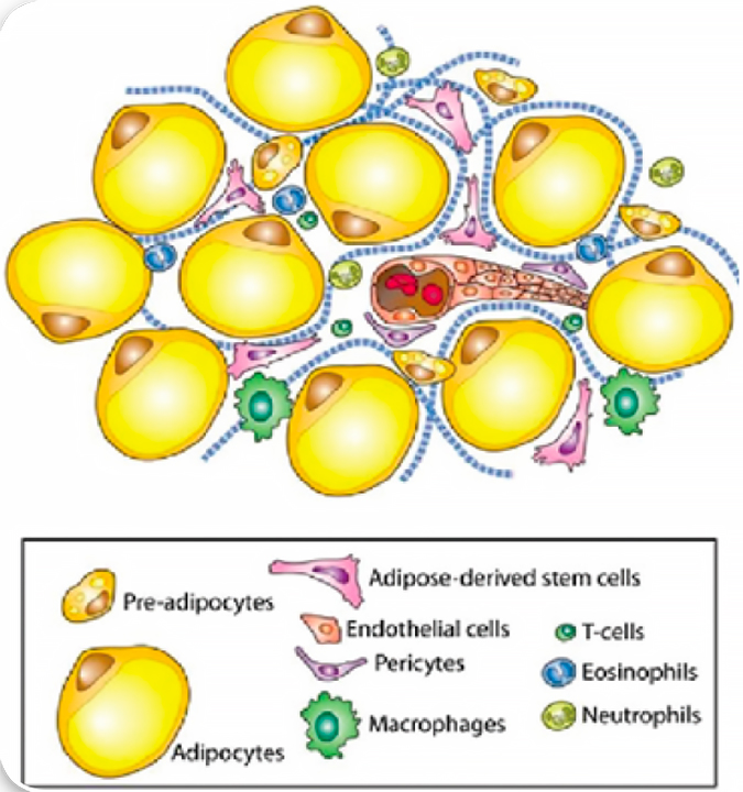 cellule_adipose_cellule_staminali_filler_viso Cellule staminali prelevate dal grasso corporeo e iniettare nel Viso