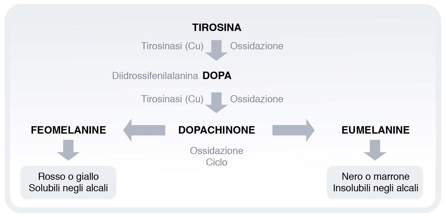 Genesi del Melasma e dell'iperpigmentazione della pelle